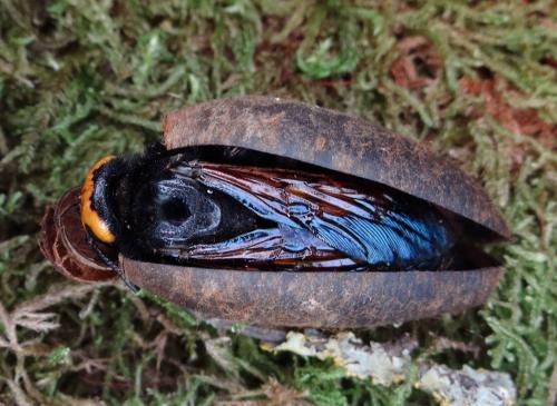 Réf. 120 949 : Megascolia maculata