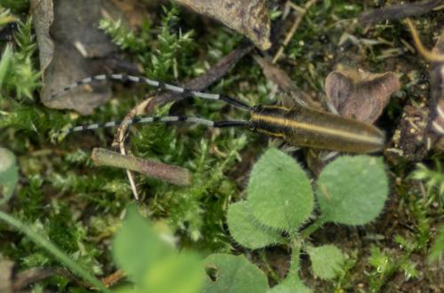 Agapanthia sp.