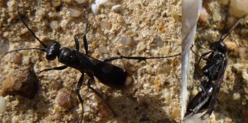 Réf. 120 554 : Dipogon sp.