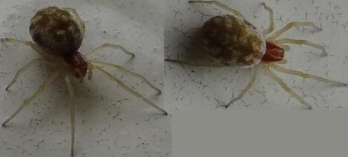 Nigma walckenaeri