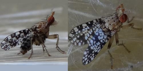 Réf. 120 323 : Trypetoptera punctulata