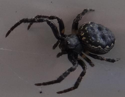 Réf. 120 324 : Nuctenea umbratica