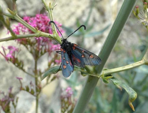 Zygaena lavandulae