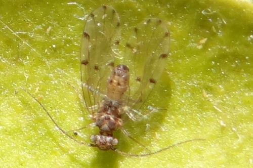 Ectopsocus petersi
