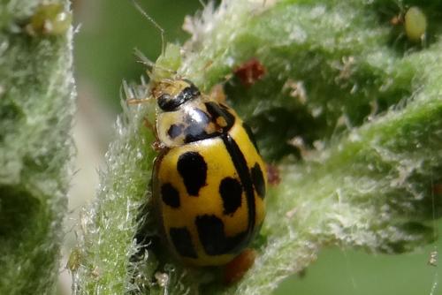 Propylea quatuordecimpunctata