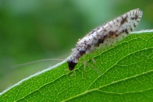 Micromus variegatus