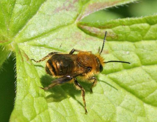 Osmia sp.