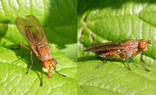 Tetanocera sp.