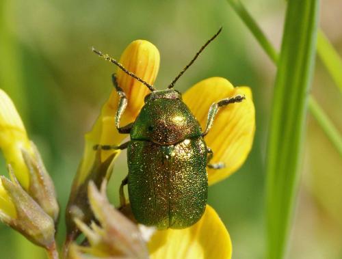 Cryptocephalus sp.