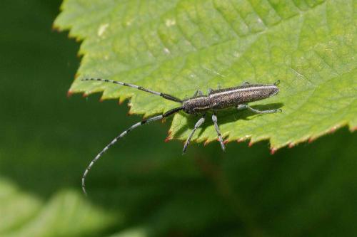 Agapanthia sp.