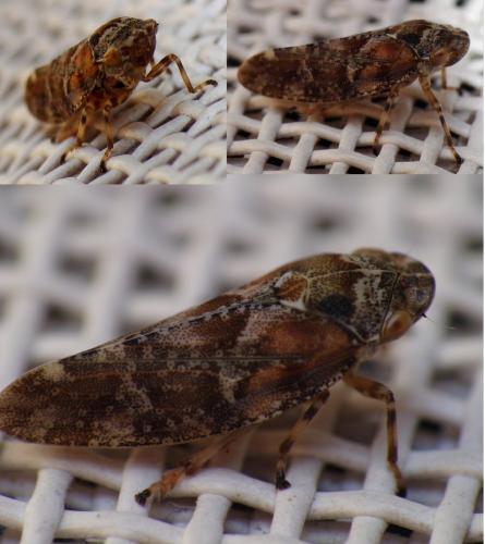 Aphrophora corticea