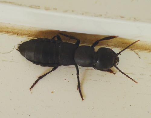 Réf. 120 517 : Ocypus olens