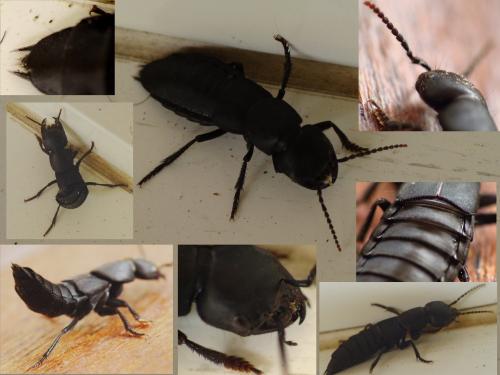 Ocypus olens