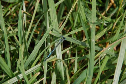 Réf. 120 968 : Platycnemis pennipes