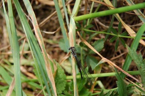 Coenagrion puella