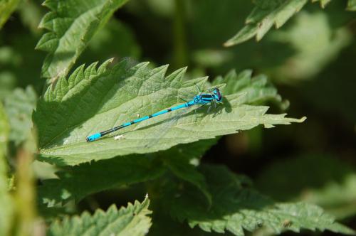 Coenagrion puella
