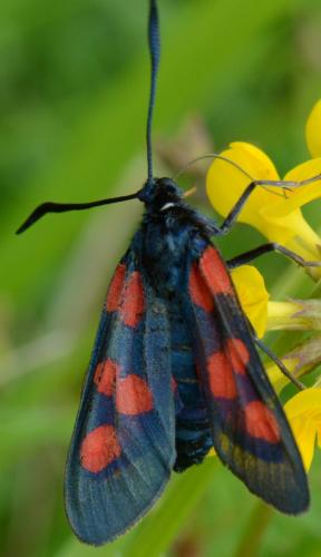 Réf. 120 919 : Zygaena trifolii