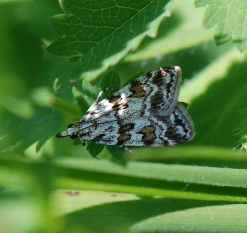 Réf. 120 037 : Scoparia pyralella