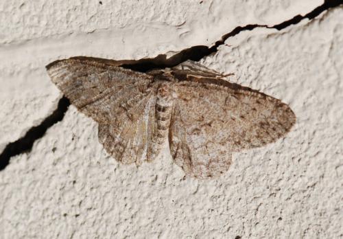 Réf. 120 712 : Hypomecis punctinalis