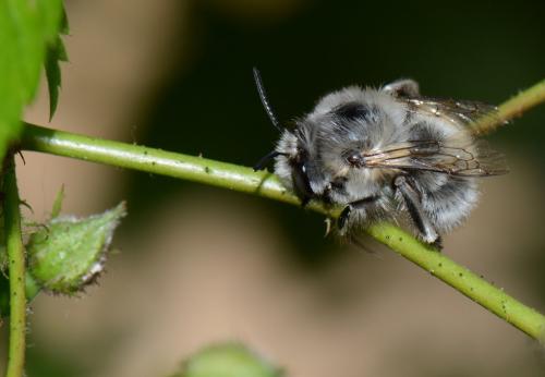 Anthophora plumipes