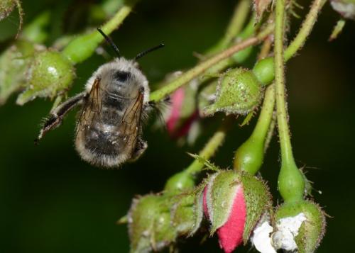 Anthophora plumipes