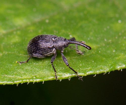 Réf. 120 752 : Anthonomus rubi