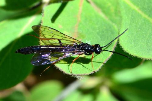 Phylloecus sp.