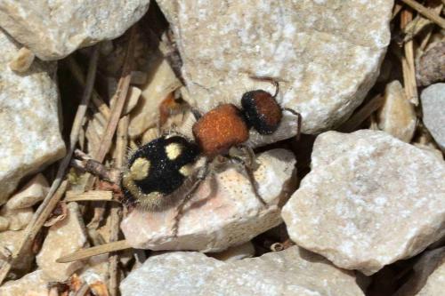 Réf. 120 692 : Ronisia brutia