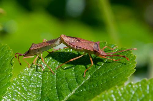 Gonocerus acuteangulatus