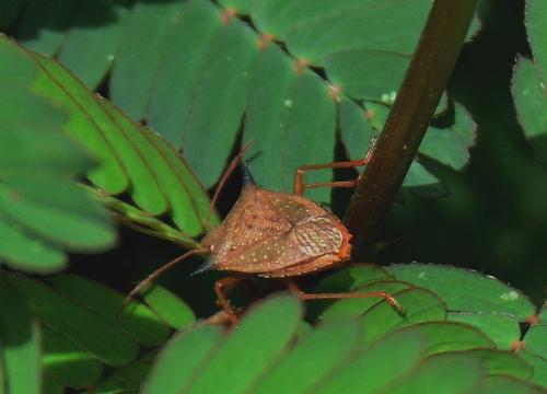 Réf. 120 336 : Euschistus atrox