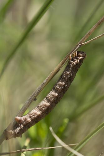 Réf. 120 228 : Gnophos furvata
