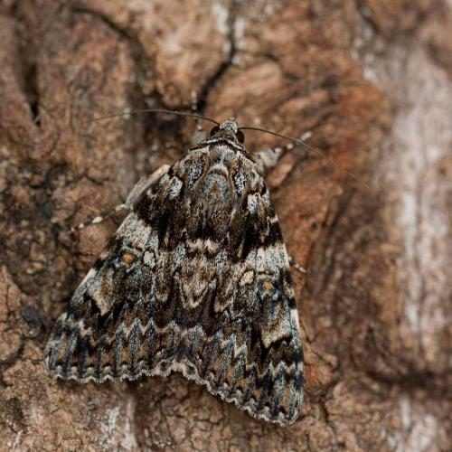 Catocala promissa
