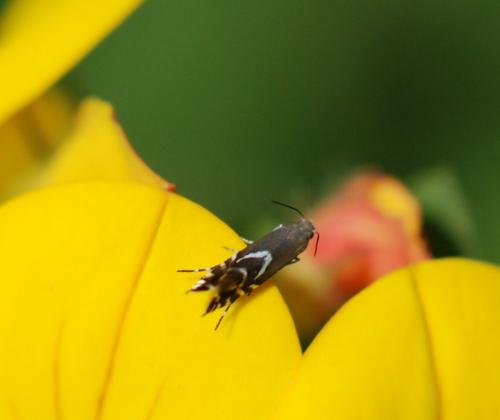 Réf. 120 036 : Glyphipterix sp.