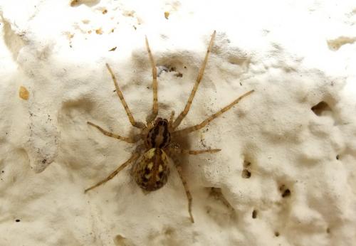Réf. 120 674 : Tegenaria silvestris