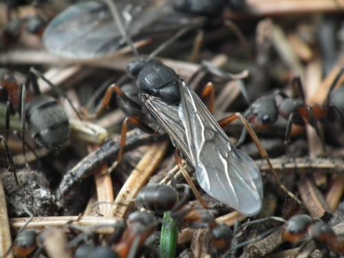 Réf. 120 196 : Formica pratensis