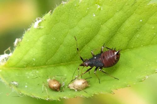 Réf. 120 998 : Deraeocoris ruber