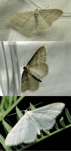 Réf. 120 487 : Idaea sp.