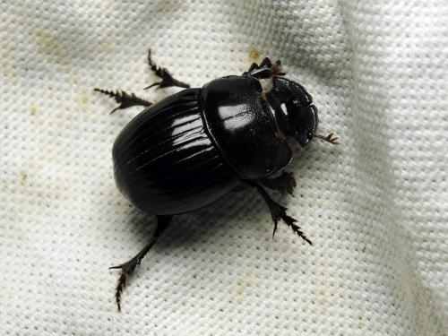 Copris lunaris