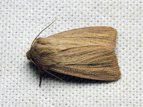 Réf. 120 754 : Mythimna pudorina