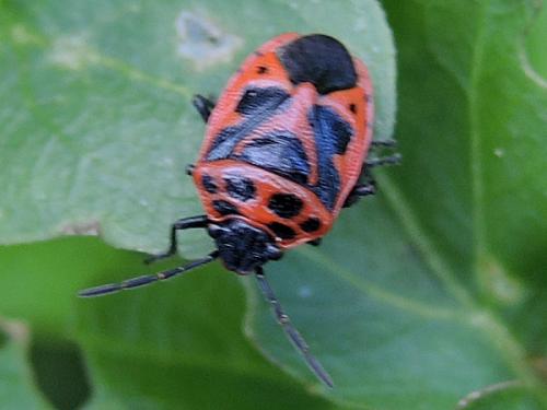 Réf. 120 956 : Eurydema dominulus