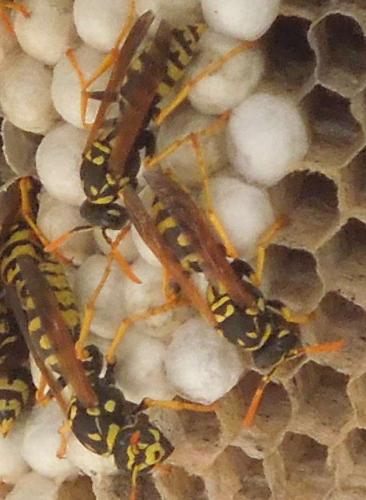 Polistes dominula