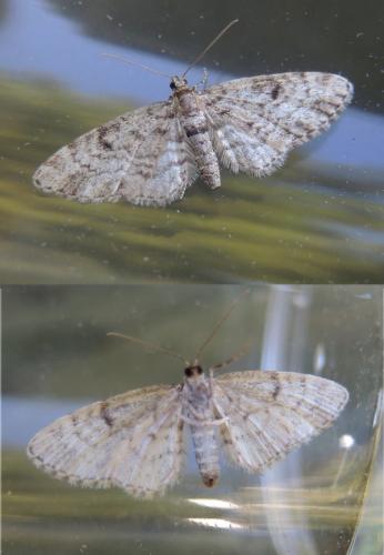 Réf. 120 830 : Eupithecia tantillaria