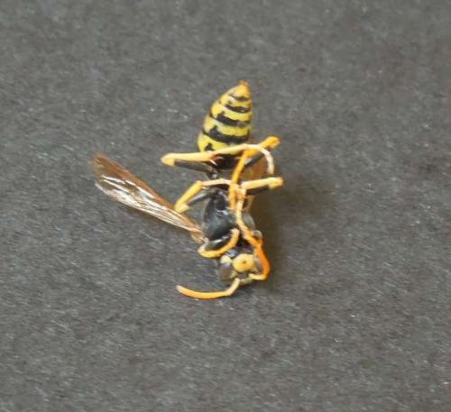 Polistes dominula