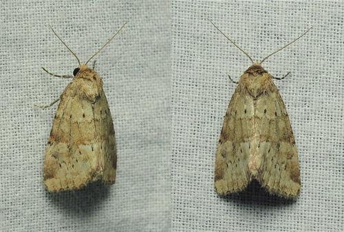 Réf. 120 847 : Photedes minima