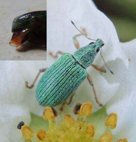 Polydrusus formosus
