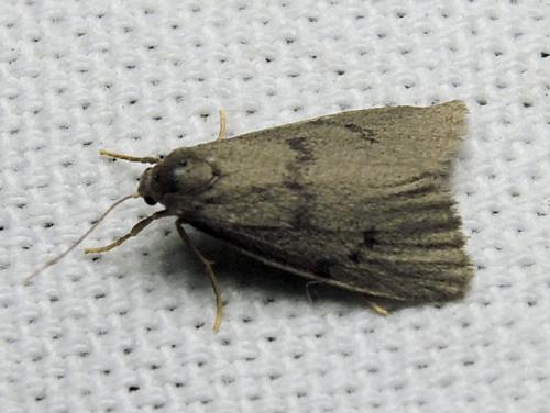 Apaidia mesogona
