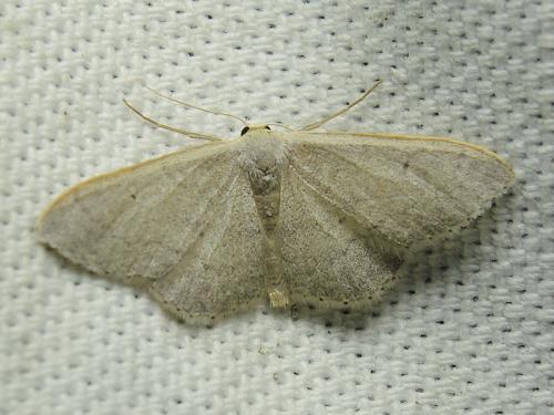 Réf. 120 656 : Idaea sp.
