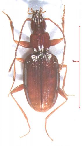 Duvalius cailloli