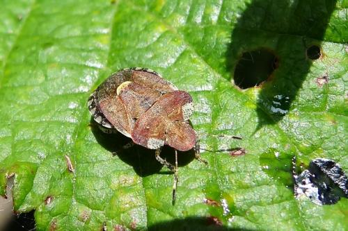 Dyroderes umbraculatus