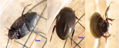 Réf. 120 544 : Agabus sp.